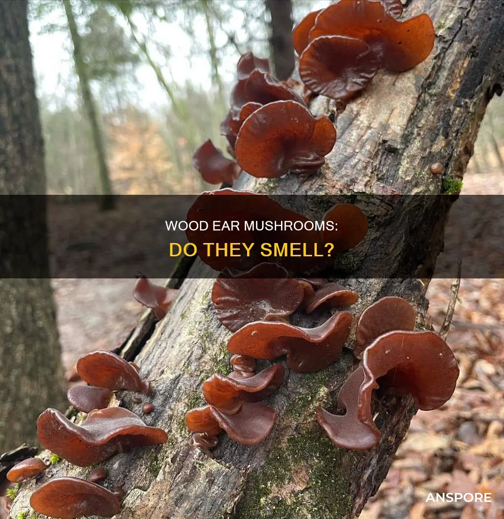 do wood ear mushrooms smell