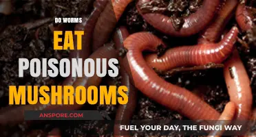 Can Worms Safely Consume Poisonous Mushrooms? Unveiling the Truth