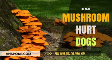 Mushrooms in Your Yard: Are They Dangerous for Dogs?