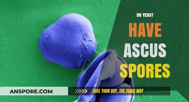 Do Yeast Produce Ascus Spores? Unraveling Fungal Reproduction Mysteries