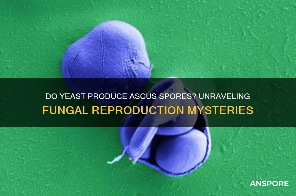 do yeast have ascus spores