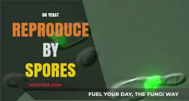 Unveiling Yeast Reproduction: Do They Form Spores to Multiply?