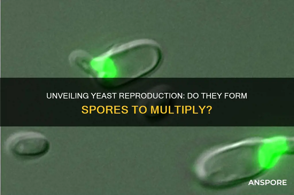 do yeast reproduce by spores