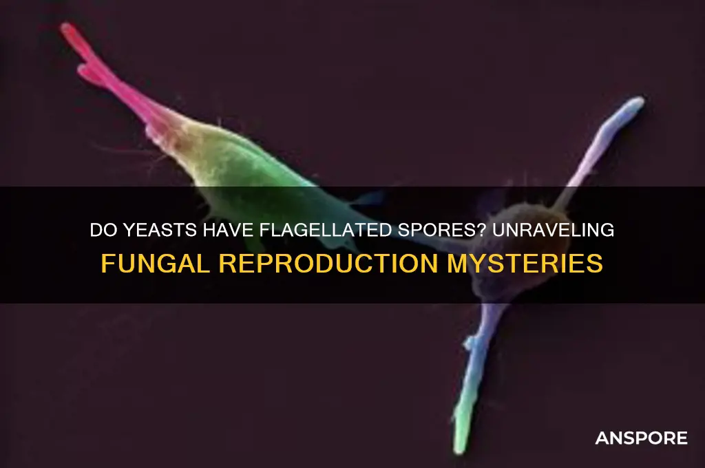 do yeasts have flagellated spores
