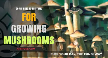 Sterile or Not: Essential Tips for Growing Mushrooms Successfully