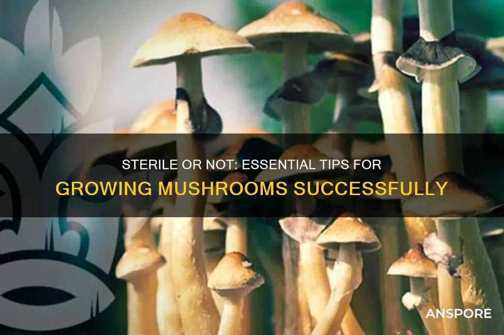 do yiu need to be steril for growing mushrooms