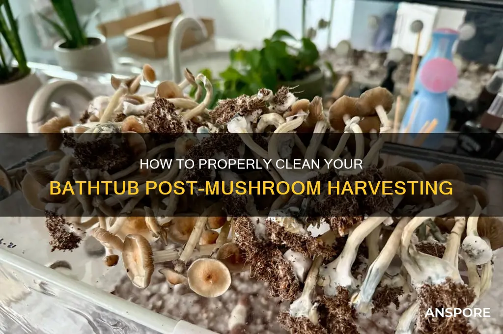 do you bleach your bathtub after harvesting mushrooms