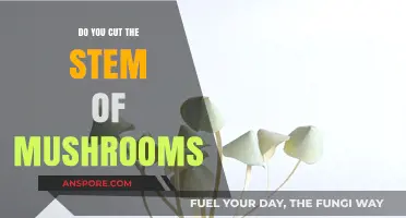 The Magic of Mushroom Stems: To Cut or Not to Cut?