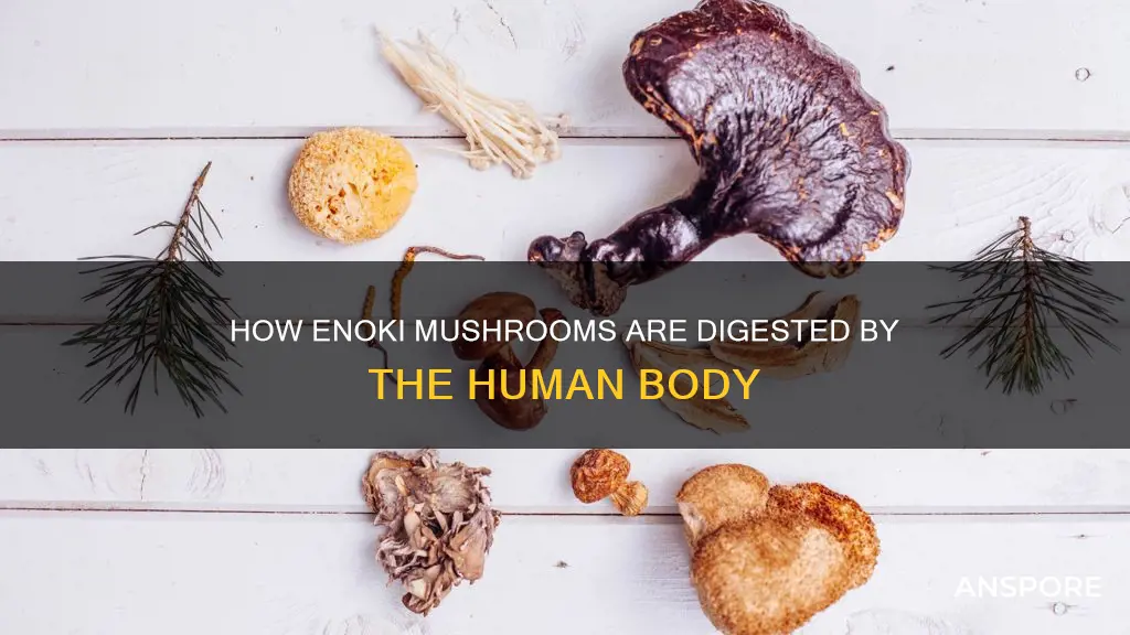 do you digest enoki mushrooms