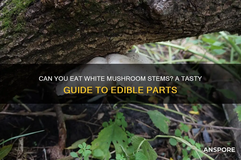 do you eat the stem of the white mushroom