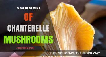 Can You Eat Chanterelle Stems? A Mushroom Lover's Guide