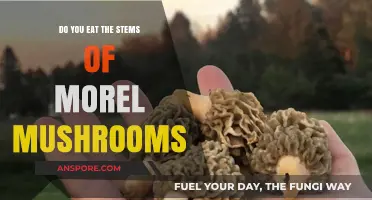Can You Eat Morel Mushroom Stems? A Tasty Guide to Edibility