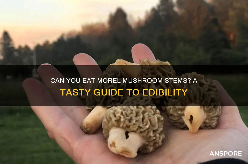 do you eat the stems of morel mushrooms