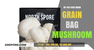 How to Drain Grain Bag Mushrooms Properly