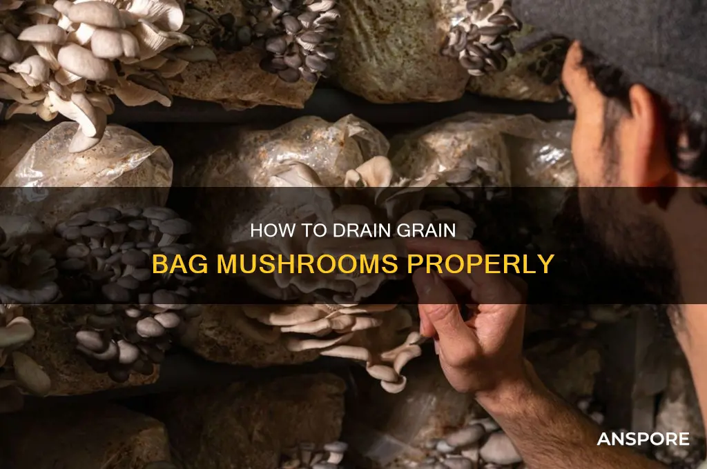 do you ever drain grain bag mushrooms