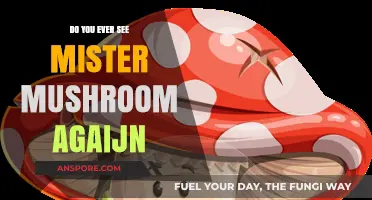 The Mystery of Mister Mushroom: Will He Return?