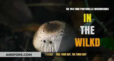 Where to Find Portobello Mushrooms: Wild or Cultivated?
