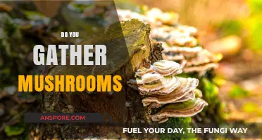 Mushroom Hunting: A Beginner's Guide to Foraging