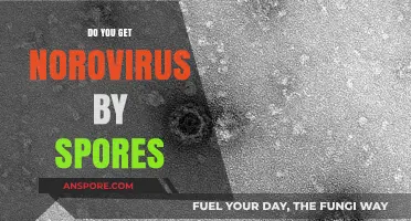 Norovirus Transmission: Are Spores the Culprit or Just a Myth?