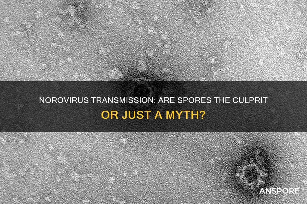 do you get norovirus by spores