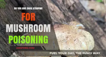 Mushroom Poisoning in Dogs: Atropine Treatment Explained