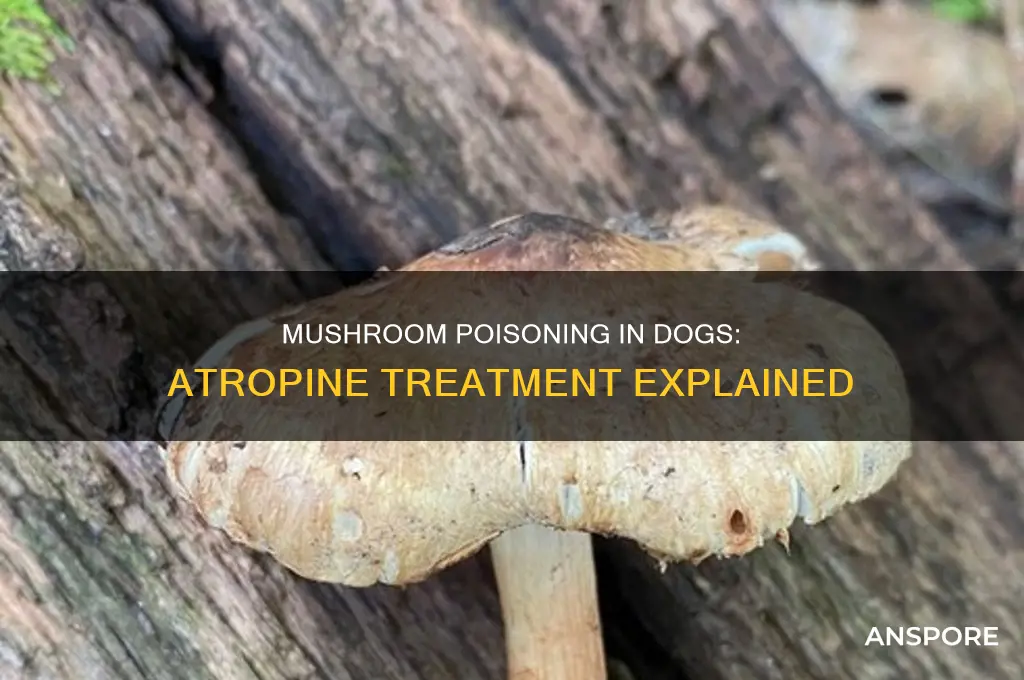 do you give dogs atropine for mushroom poisoning