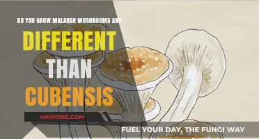 Growing Malabar Mushrooms: Key Differences from Cubensis Cultivation Techniques