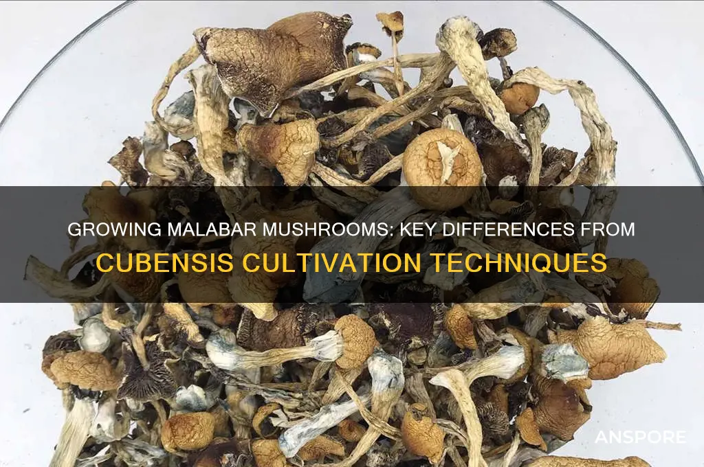 do you grow malabar mushrooms any different than cubensis