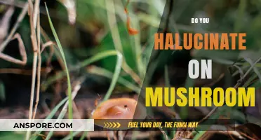 Mushroom Trips: Hallucinations and Your Brain