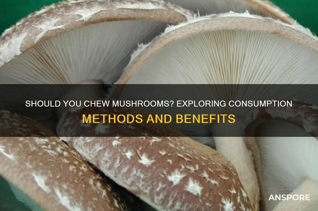 do you have to chew mushrooms