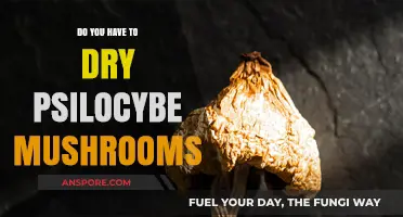 Drying Magic Mushrooms: Why and How?