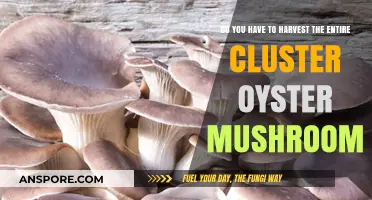 Harvesting Oyster Mushrooms: All or Nothing?