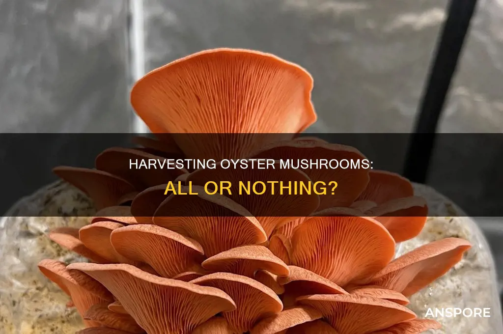 do you have to harvest the entire cluster oyster mushroom