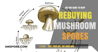 How Often to Purchase Mushroom Spores?