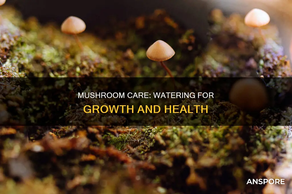 do you have to water mushrooms