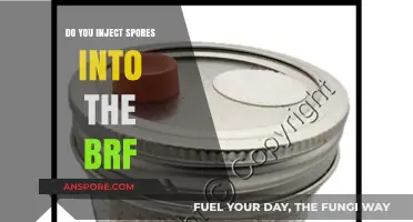 Injecting Spores into BRF: A Comprehensive Guide for Mushroom Growers