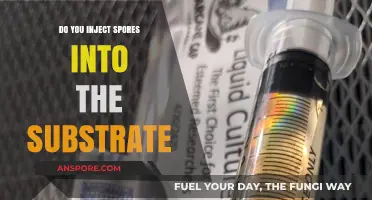 Injecting Spores into Substrate: A Comprehensive Guide for Mushroom Growers