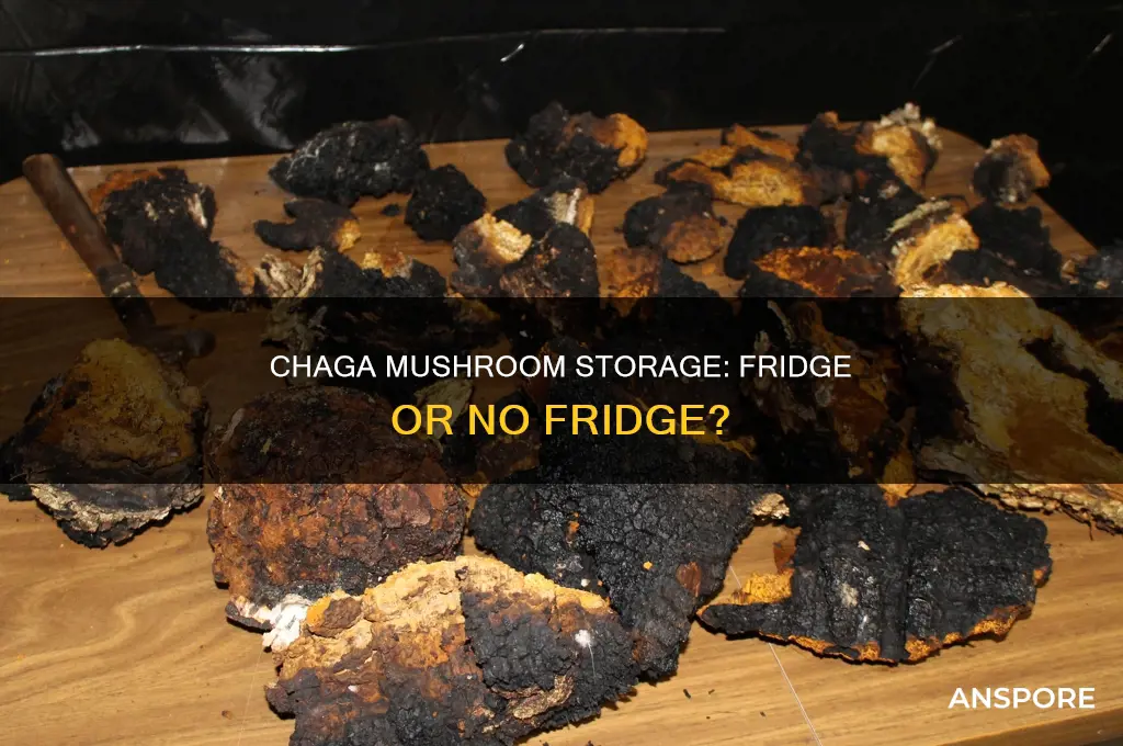 do you keep chaga mushrooms in the fridge