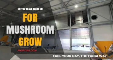 Should You Keep Lights On for Mushroom Cultivation? Tips and Insights