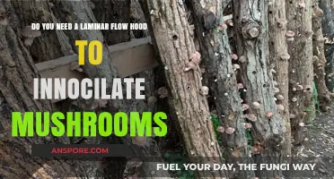 Laminar Flow Hoods: Necessary for Mushroom Inoculation?
