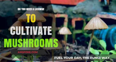 Mushroom Cultivation: License Requirements and Legalities