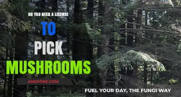 Mushroom Picking: License Requirements and Legalities