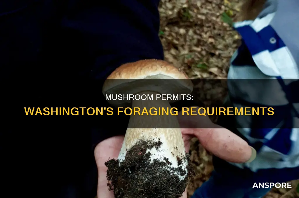 do you need a mushroom permin in washington