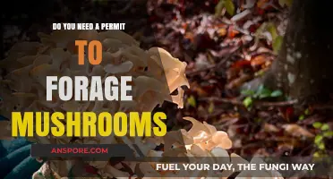 Foraging Freedom: Mushroom Permits and Your Rights