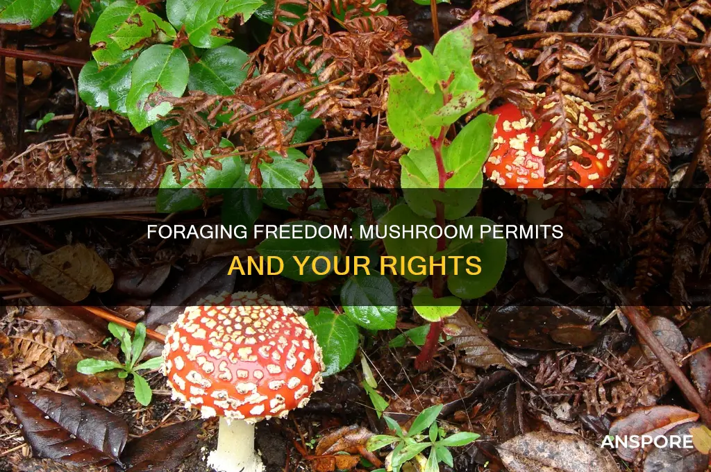 do you need a permit to forage mushrooms