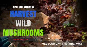 Foraging for Mushrooms: Understanding Legalities and Permits