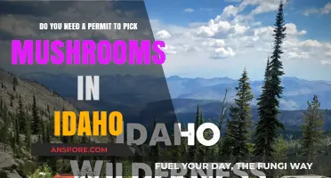 Foraging for Mushrooms in Idaho: Permit Requirements