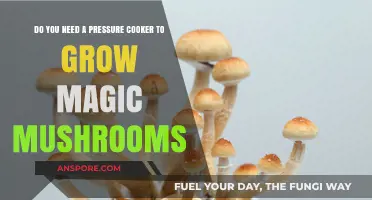 Can You Grow Magic Mushrooms Without a Pressure Cooker?