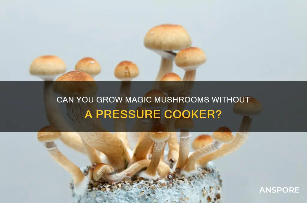 do you need a pressure cooker to grow magic mushrooms