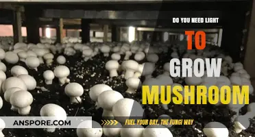 Mushroom Cultivation: The Role of Light in Growing Healthy Fungi
